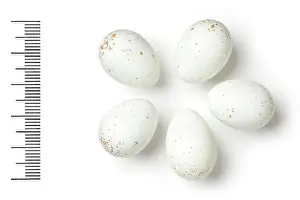 Eggshell: Oenanthe lugens, mourning wheatear