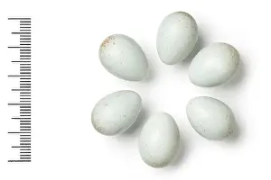 Eggshell: Oenanthe monacha, hooded wheatear