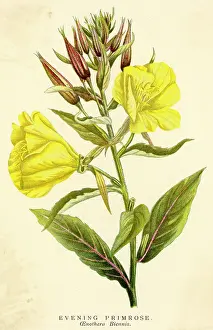 Biennis: Oenothera Biennis or Evening Primrose