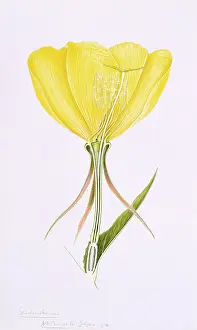Myrtales: Oenothera erythrosepala, evening primrose