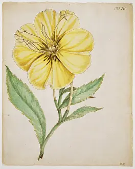 Grandiflora: Oenothera grandiflora, evening primrose