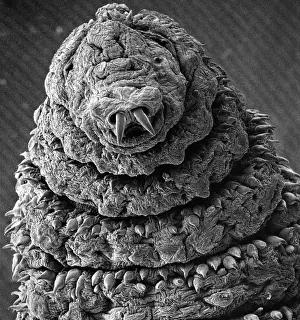 Oestridae: Oestridae, botfly larva