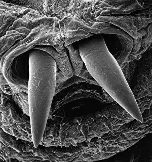 Oestridae: Oestridae, botfly larva