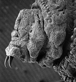 Oestridae: Oestridae, botfly larva
