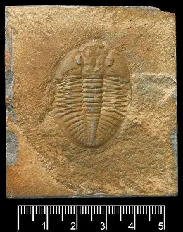 Studioshot: Ogygiocaris, a fossil trilobite