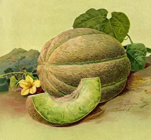 Slice: Ohio Sugar Muskmelon