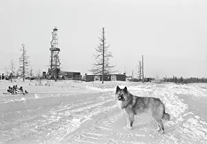 Urengoy: Oil extraction, 1984