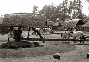 Ceylon: Oil mill for making coconut oil, Ceylon, Sri Lanka, circa 18