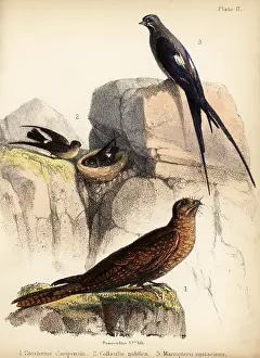 Ornithologist: Oilbird, swiftlets and mustached treeswift