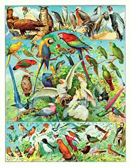 Macaws: Oiseaux - birds