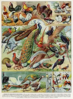 Cockerel: Oiseaux - birds