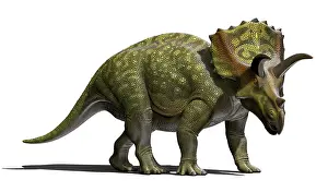 Ceratopsia: Ojoceratops dinosaur on white background