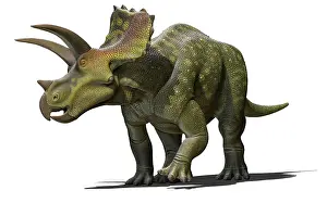 Ceratopsia: Ojoceratops dinosaur on white background