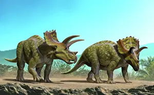 Ceratopsia: Two Ojoceratops dinosaurs walking to find some food