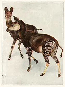 Aside: Two Okapi