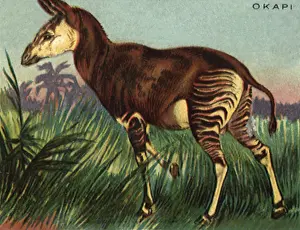 Okapi: Okapi