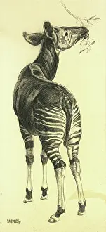 Chewing: Okapi chewing leaves