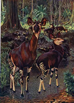 Markings: Okapi in the Congo Forest, by Sir H H Johnston