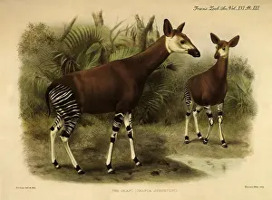 Melon: Okapi, Okapia johnstoni