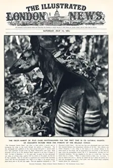 Oct24: An Okapi photographed in the Belgian Congo