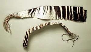 Okapi: Okapia johnstoni, okapi