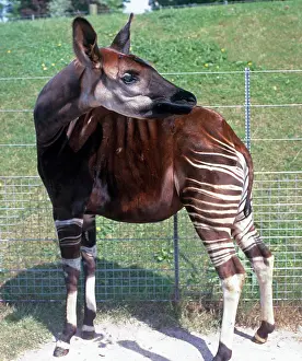 Okapi: Okapia johnstoni, okapi