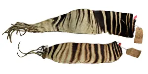 Even Toed: Okapia johnstoni, okapi
