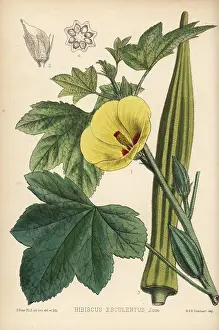 Esculentus: Okra, Abelmoschus esculentus