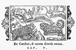 Olaus: OLAUS MAGNUS DOGS