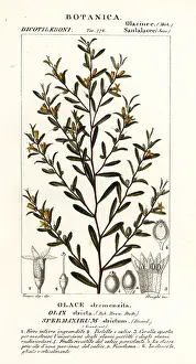 Dentata: Olax stricta