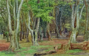 Epping: Old Beech Trees, near High Beech, Epping Forest, Essex