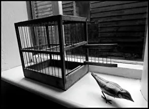 Birdcage: Old birdcage with toy tin bird windowsill