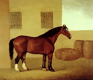Equines: Old Brown, Dray Horse