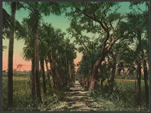 Ormond: Old causeway near Ormond