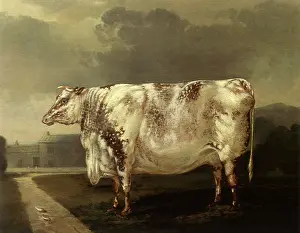 Placidly: An Old Cow