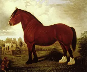 Equines: Old Darling of Gartland