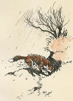 Scratching: An old dog fox scratching at the ground