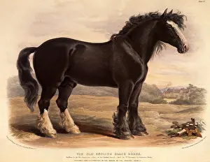 Stallion: The Old English Black Horse