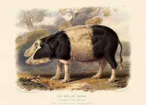 Sectioned: Old English Breed, Sus scrofa
