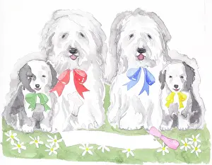 Double Sided: Old English Sheep Dogs