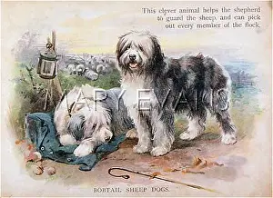 Bobtail: OLD ENGLISH SHEEPDOG