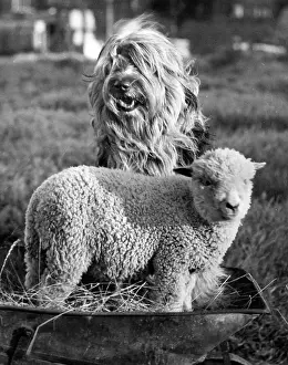 Shaggy: Old English Sheepdog and lamb