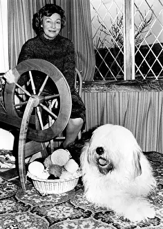 Enterprising: Old English Sheepdog turned into wool
