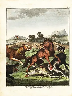 Gentleman And Farmers Dictionary: Old English wolf hunting