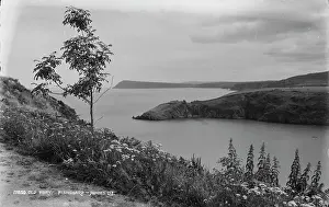 Wildflowers: Old Fort at Fishguard