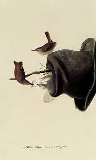 Wren: Old Hat Nest