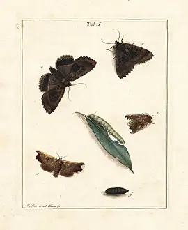 Dragonflies: The old lady and herald moths