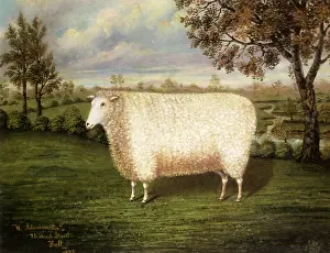 Adamson: Old Lincoln Sheep
