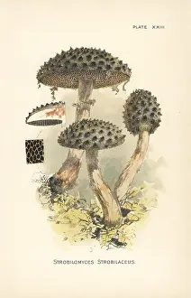 Mycology: Old man of the woods, Strobilomyces strobilaceus