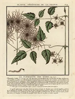 Plante Veneneuse De La France: Old man's beard, Clematis vitalba